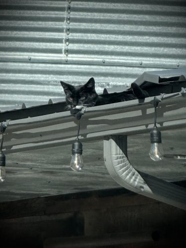 Gutter-Installation-Meridian-ID-7 (1) (1)